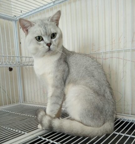 家养英短渐层弟弟妹妹找家长