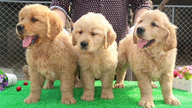 售后保证健康签协议 纯种健康金毛 协议保终身